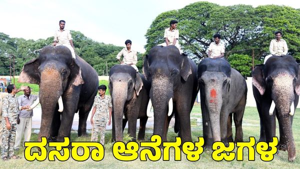 Mysuru: ಅರಮನೆ ಆವರಣದಿಂದ ಹೊರ ಬಂದು ಆನೆಗಳ ಗುದ್ದಾಟ; ಆತಂಕ ಸೃಷ್ಟಿ