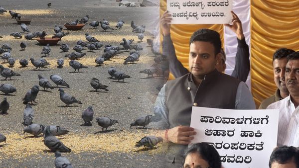 Mysuru: ಮೈಸೂರು ಅರಮನೆ ಮುಂದೆ ಪಾರಿವಾಳಗಳಿಗೆ ಕಾಳು ಹಾಕುವಂತಿಲ್ಲ