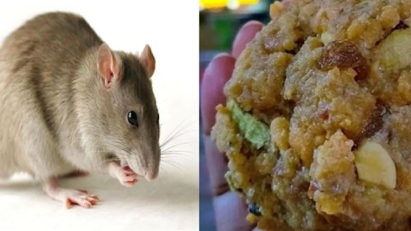 Video: ಮುಂಬೈ ಸಿದ್ಧಿವಿನಾಯಕ ಲಡ್ಡು ಪ್ರಸಾದ್ ಪ್ಯಾಕೆಟ್‌ಗಳಲ್ಲಿ ಇಲಿಗಳು ಪತ್ತೆ: ವಿಡಿಯೊ ವೈರಲ್