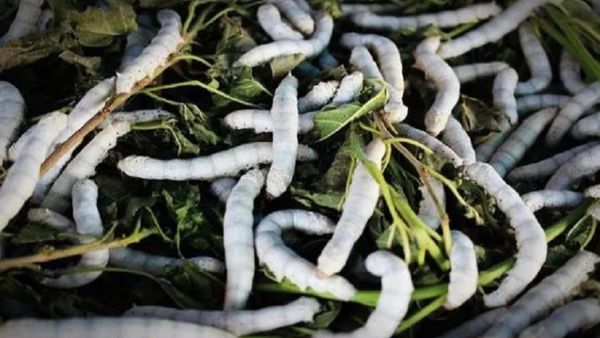 ಅಮೃತ ಮಹೋತ್ಸವ ಸಂಭ್ರಮದಲ್ಲಿ ಮೈಸೂರಿನ ರೇಷ್ಮೆ ಮಂಡಳಿ: ಇಲ್ಲಿದೆ ಸಂಪೂರ್ಣ ವಿವರ