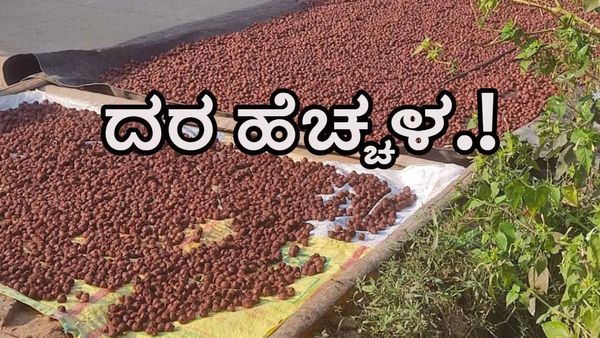 Areca nut Price: ದೀಪಾವಳಿ ಸಮಯದಲ್ಲೇ ಅಡಿಕೆ ದರ ಹೆಚ್ಚಳ