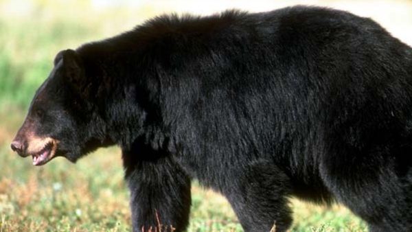 ಹೊಸದುರ್ಗದ ಕುಂಚಿಟಿಗ ಮಠದಲ್ಲಿ ಕರಡಿ ಪ್ರತ್ಯಕ್ಷ-ಸ್ವಾಮೀಜಿ ಹೇಳಿದ್ದೇನು ಗೊತ್ತಾ?