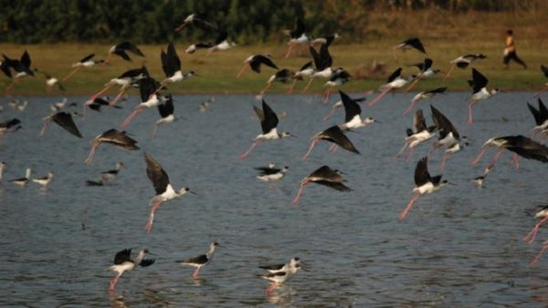 ಮೈಸೂರು: ಜಲಚರಗಳ ಅವಾಸಸ್ಥಾನಕ್ಕೆ ಧಕ್ಕೆ; ಗಿರಿ ಚಂದ್ರಶೇಖರ್ ಹೇಳಿದ್ದೇನು?