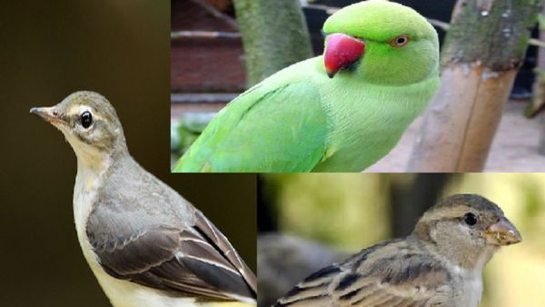 Deepavali 2024 Birds: ದೀಪಾವಳಿಯಂದು ಈ ಪಕ್ಷಿಗಳನ್ನು ನೋಡುವುದರಿಂದ ಮುಂದಿನ ದೀಪಾವಳಿಯವರೆಗೆ ಐಶ್ವರ್ಯ ಪ್ರಾಪ್ತಿ
