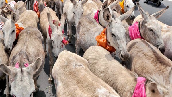 Donkey Milk: ಕತ್ತೆ ಹಾಲು ಮಾರಾಟದಲ್ಲಿ 13 ಕೋಟಿ ಹಗರಣ, ಸಿಐಡಿ ತನಿಖೆಗೆ ಆದೇಶ