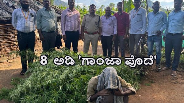 ಚಾಮರಾಜನಗರ: ಫಸಲಿನ ಮಧ್ಯೆಯೇ 8 ಅಡಿ 'ಗಾಂಜಾ ಪೊದೆ'