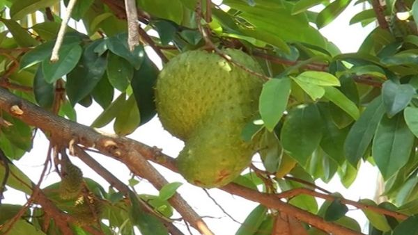 Hanuma Fala: ಕ್ಯಾನ್ಸರ್ ಪೀಡಿತರಿಗೆ ರಾಮಬಾಣ ಹನುಮಫಲ
