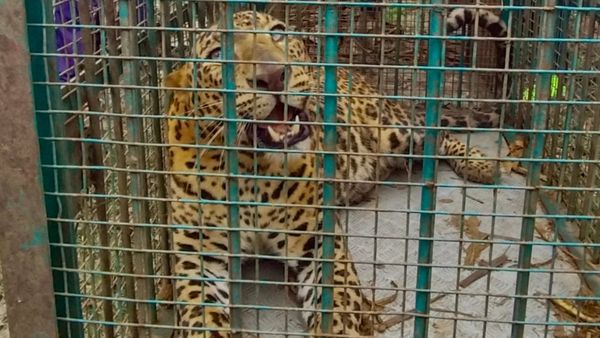 Mysuru: ಹೆಚ್‌.ಡಿ ಕೋಟೆಯಲ್ಲಿ ಬೋನಿಗೆ ಬಿದ್ದ ಭಾರೀ ಗಾತ್ರದ ಚಿರತೆ