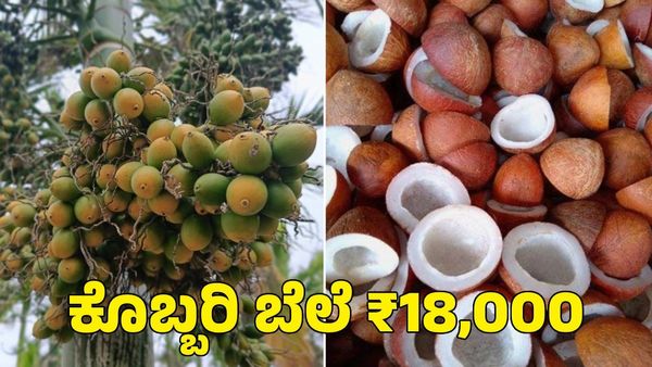 Arecanut & Copra Price: ಕೊಬ್ಬರಿ ಬೆಲೆ ₹18,000; ಅಡಿಕೆ ಬೆಲೆ ಕೂಡ ಏರಿಕೆ