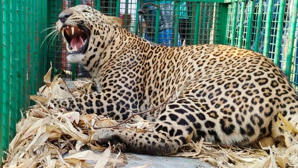 ಹೆಚ್‌ಡಿಕೋಟೆ: ಮಾಜಿ ಶಾಸಕರ ಜಮೀನಿನಲ್ಲಿ ಬೃಹತ್‌ ಗಂಡು ಚಿರತೆ ಸೆರೆ