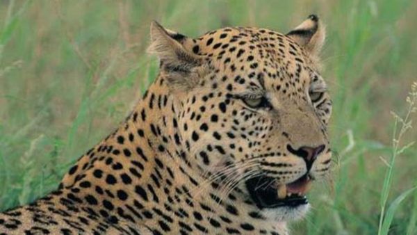 ಚಾಮರಾಜನಗರ: ಕಾರು ಕಂಡು ರಗಡ್ ಲುಕ್ ಕೊಟ್ಟ ಚಿರತೆ.!-ವಿಡಿಯೋ ವೈರಲ್‌