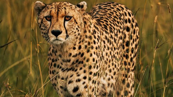 ಶಾಕಿಂಗ್‌.. ಹುಣಸಮಾರನಹಳ್ಳಿ ಬಳಿ ಚಿರತೆ ಪ್ರತ್ಯಕ್ಷ!