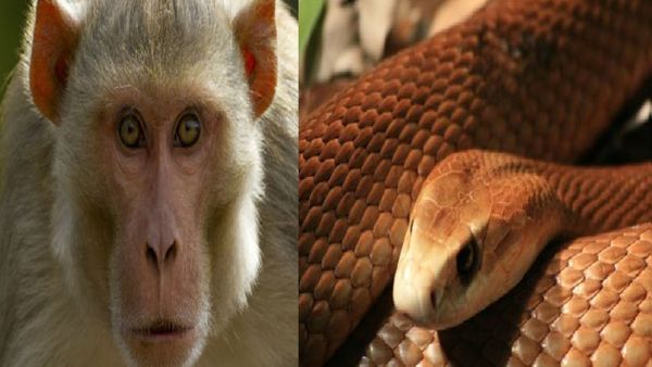 Video: ನಂಗೆ ಕಚ್ತಿಯಾ ಇರು ನಿಂಗೆ ಮಾಡ್ತೀನಿ- ಹಾವಿನೊಂದಿಗೆ ಕೋತಿ ಫೈಟ್: ವಿಡಿಯೋ ವೈರಲ್!