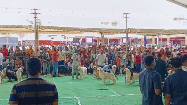 Dog Show in Mysuru: ದಸರಾ ಉತ್ಸವ ಪ್ರಯುಕ್ತ ಶ್ವಾನ ಪ್ರದರ್ಶನ; 45 ತಳಿ, 480 ಅಧಿಕ ಮುದ್ದಾದ ನಾಯಿಗಳು