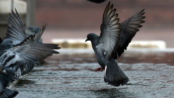 ಪೊಲೀಸರ ಪಂಜರ ಸೇರಿದ ಪಾರಿವಾಳ ಮಂಜ! ಈತ ಕದಿಯೋ ಸ್ಟೈಲೇ ಡಿಫ್ರೆಂಟು