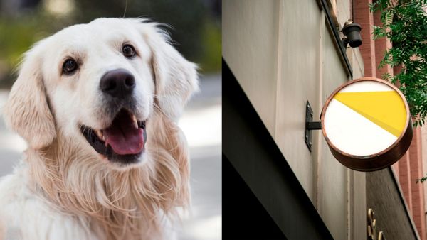 viral video: ನಾಯಿ ಓಡಿಸಲು ಹೋಗಿ ತಾನೇ ಮೂರನೇ ಮಹಡಿಯಿಂದ ಬಿದ್ದು ಸತ್ತ!