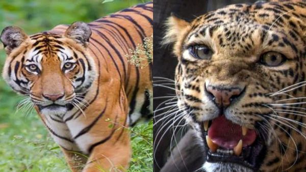 ಚಾಮರಾಜನಗರ: ಹುಲಿ, ಚಿರತೆ ಕಾಟಕ್ಕೆ ಬೇಸತ್ತು ತಾಲೂಕು ಕಚೇರಿಗೆ ಮೃತ ಜಾನುವಾರು ತಂದ ರೈತರು