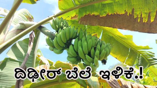 ದಿಢೀರ್ ಪಾತಳಕ್ಕೆ ಕುಸಿದ ಬಾಳೆ ಬೆಲೆ; ರೈತರಿಗೆ ತೀವ್ರ ಸಂಕಷ್ಟ ತಂದಿಟ್ಟ ಮಧ್ಯವರ್ತಿಗಳ ಆಟ