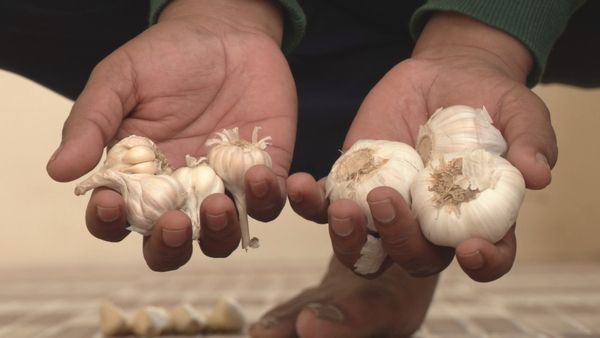 Chinese Garlic: ದೇಸಿ ಬೆಳ್ಳುಳ್ಳಿ ದುಬಾರಿ- ನಿಷೇಧಿತ ಚೀನಾ ಬೆಳ್ಳುಳ್ಳಿ ಚಿಕ್ಕಬಳ್ಳಾಪುರದಲ್ಲಿ ಮಾರಾಟ!