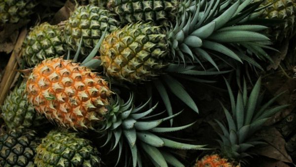 Pineapple: ಅನಾನಸ್ ಸೇವನೆಯಿಂದ ಏನೆಲ್ಲ ಲಾಭವಿದೆ ಗೊತ್ತಾ?
