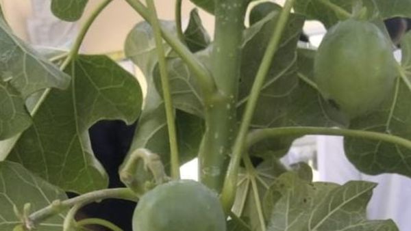 ಚಾಮರಾಜನಗರ: ಸಿಹಿ ಹಣ್ಣೆಂದು ವಿಷಪೂರಿತ ಕಾಯಿ ಸೇವನೆ; 12 ಮಂದಿ ಅಸ್ವಸ್ಥ