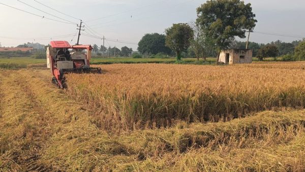 Chikkaballapur: ಭತ್ತದ ಕೊಯ್ಲು ಪ್ರಾರಂಭ: ಕೂಲಿ ಆಳುಗಳ ಕೊರತೆ- ಯಂತ್ರದ ಬಾಡಿಗೆ ಕೇಳಿ ರೈತ ಕಂಗಾಲು!