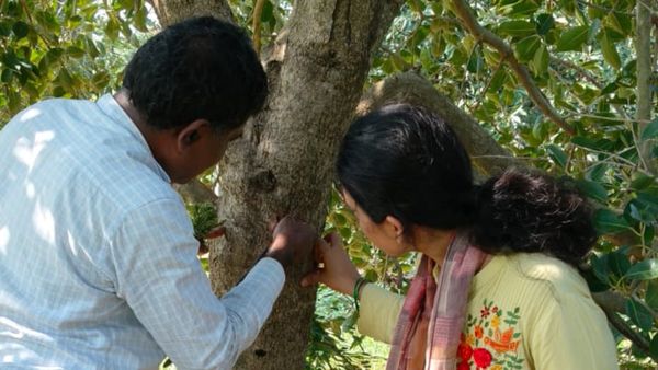 ಚಿಕ್ಕಬಳ್ಳಾಪುರ ಮಾವು, ನೇರಳೆ ಬೆಳೆಗಳಿಗೆ ಕಾಂಡ ಕೊರಕ ಕಾಟ: ಹೀಲರ್ ಔಷಧ ಬಳಕೆಗೆ ವಿಜ್ಞಾನಿಗಳ ಸಲಹೆ