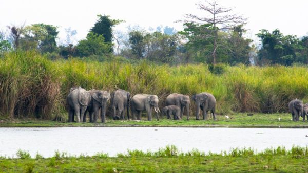 ಗುಂಡ್ಲುಪೇಟೆ: ಹಾಡಹಗಲೇ ಜಮೀನುಗಳಿಗೆ ನುಗ್ಗಿ ಬೆಳೆ ನಾಶಪಡಿಸಿದ ಒಂಟಿ ಸಲಗ