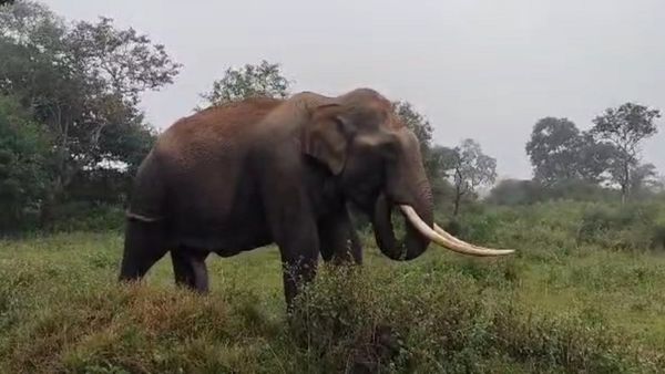ಚಾಮರಾಜನಗರ: ರೈತರ ಬದುಕು ಕಸಿದ ಒಂಟಿ ಸಲಗ