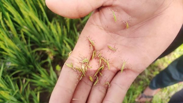 ಭತ್ತದ ಬೆಳೆಗೆ ಕಾಡುವ ರೋಗಗಳಿಂದ ಮುಕ್ತಿ ಪಡೆಯುವುದು ಹೇಗೆ?