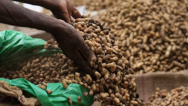 Crop Insurance: ಹಿಂಗಾರು ಹಂಗಾಮು, ಬೆಳೆ ವಿಮೆ ಮಾಡಿಸಲು ರೈತರಿಗೆ ಅವಕಾಶ