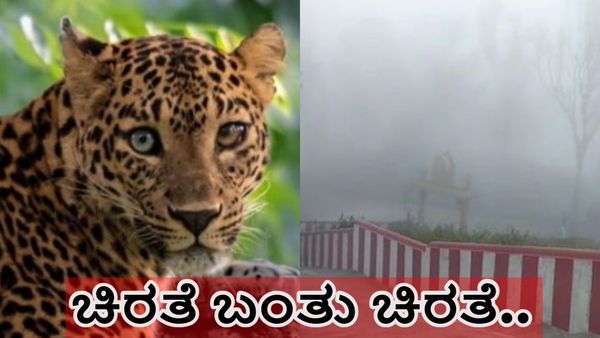 ಗುಂಡ್ಲುಪೇಟೆ: ಚಿರತೆ ಬಂತು ಚಿರತೆ.. ಕಾರಿನ ಬಳಿಯೇ ಬಂದ್ಬಿಡ್ತು; ವಿಡಿಯೋ ಭಾರೀ ವೈರಲ್‌