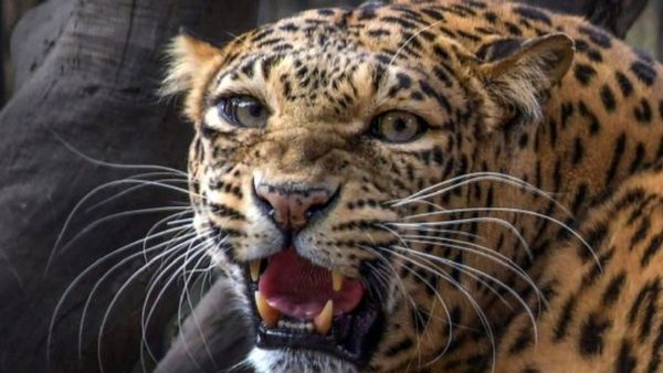 ಚಿತ್ರದುರ್ಗ: ಕೊನೆಗೂ ಬಲೆಗೆ ಬಿದ್ದ ರೈತರಿಗೆ ಆತಂಕ ಸೃಷ್ಟಿಸಿದ್ದ ಚಿರತೆ