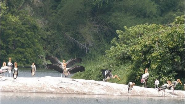 ರಂಗನತಿಟ್ಟಿಗೆ ಮೆರಗು ತಂದ ಪಕ್ಷಿ ಋತು..ಈಗ ಹಕ್ಕಿಗಳದ್ದೇ ಕಲರವ: ಒಮ್ಮೆ ಭೇಟಿ ನೀಡಿ