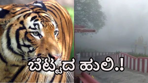 ಚಾಮರಾಜನಗರ: ಚುಮು ಚುಮು ಚಳಿಯಲ್ಲಿ ಓಡಾಡಿದ ಬೆಟ್ಟದ ಹುಲಿ-ವಿಡಿಯೋ ವೈರಲ್‌