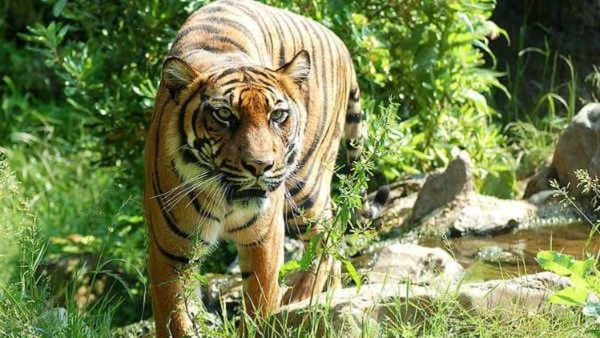 ಕೊಡಗಿನಲ್ಲಿ ಪತ್ತೆಯಾಗದ ಹುಲಿಗಾಗಿ ತೀವ್ರ ಕಾರ್ಯಾಚರಣೆ; ನಿಲ್ಲದ ಉಪಟಳ