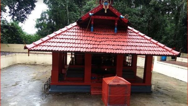 ಕೊಡಗಿನ ದೇವರ ಕಾಡುಗಳಲ್ಲಿ ವಿಜೃಂಭಿಸುತ್ತಿರುವ ವನದೇವಿ: ಏನಿದರ ವಿಶೇಷ?