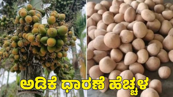 Arecanut & Copra Price: ಅಡಿಕೆ ಬೆಲೆ ಹೆಚ್ಚಳ; ಕೊಬ್ಬರಿ ಬೆಲೆ ಎಷ್ಟಿದೆ?