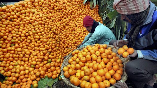 Orange: ನೇಪಥ್ಯಕ್ಕೆ ಸರಿದ ಕೊಡಗಿನ ಕಿತ್ತಳೆ: ಮರುಕಳಿಸುತ್ತಾ ವೈಭವ?