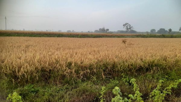 ಚಾಮರಾಜನಗರದಲ್ಲಿಯೂ ಭತ್ತ ಕಟಾವು ಸಮಸ್ಯೆ: ಸಕಾಲದಲ್ಲಿ ಯಂತ್ರ ಸಿಗದೇ ರೈತರ ಪರದಾಟ