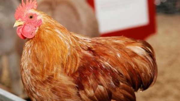 ₹12,000 ಸಾಲ ಕೊಡಿಸುವ ನೆಪದಲ್ಲಿ ₹39,000 ಮೌಲ್ಯದ ಕೋಳಿ ಮಾಂಸ ತಿಂದು ತೇಗಿದ ಬ್ಯಾಂಕ್‌ ಮ್ಯಾನೇಜರ್; ಮುಂದೇನಾಯ್ತು?