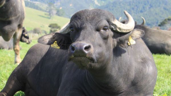 ಒಂದು ಕೋಣಕ್ಕಾಗಿ ಎರಡು ಊರಿನ ಯುದ್ಧ, ಯಾವ ಸಿನಿಮಾಗೂ ಕಮ್ಮಿ ಇಲ್ಲ ಈ ಕಥೆ