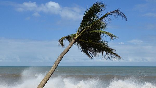 ತೆಂಗಿನ ಕಾಯಿ, ಎಳನೀರು ಕೊಯ್ಲು ಮಾಡುವವರಿಗೆ ವಿಮಾ ಯೋಜನೆ, ವಿವರಗಳು