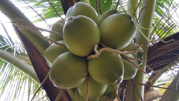 ತೆಂಗು ಬೆಳೆಗಾರರೇ ಗಮನಿಸಿ, ಬೆಳೆ ವಿಮಾ ಯೋಜನೆ