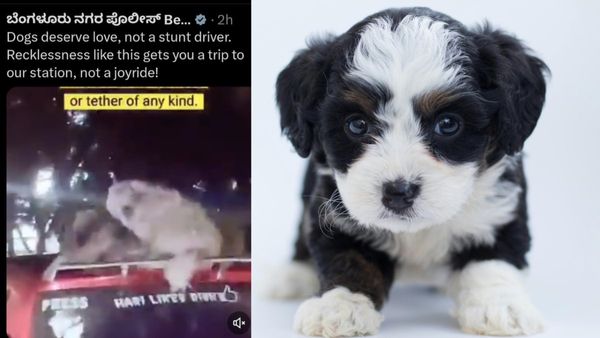ಜಾಲಿ.. ಜಾಲಿ ಎಲ್ಲಾ ಜಾಲಿ ಅಂತ ನಾಯಿ ಜೊತೆ ರೈಡ್‌ ಮಾಡ್ತಿದ್ದವನಿಗೆ ಖಾಲಿ.. ಖಾಲಿ ಎಂದ ಬೆಂಗಳೂರು ಪೊಲೀಸ್‌!