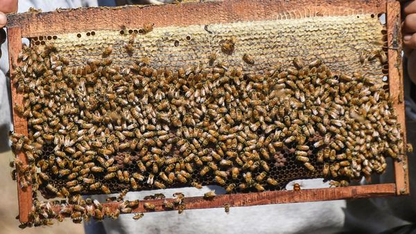 ಕರ್ನಾಟಕದ ಜೇನುತುಪ್ಪಕ್ಕೆ ಬ್ರಾಂಡ್, ಟ್ಯಾಗ್‌ ಲೈನ್: ಮಾರಾಟ ಇನ್ನಷ್ಟು ಸುಲಭ