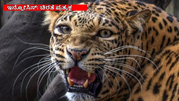 Leopard: ಇನ್ಫೋಸಿಸ್ ಕ್ಯಾಂಪಸ್‌ನಲ್ಲಿ ಚಿರತೆ ಪ್ರತ್ಯಕ್ಷ: ಉದ್ಯೋಗಿಗಳಿಗೆ WFH