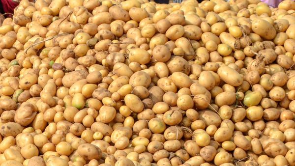 Potato Bajji Recipe: ಸಂಜೆಯ ಚುಮು ಚುಮು ಚಳಿಗೆ ಮಾಡಿ ಆಲೂಗಡ್ಡೆ ಬಜ್ಜಿ