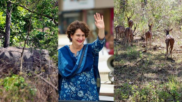 Save Bandipur: ವಯನಾಡ್ ಸಂಸದೆ ಪ್ರಿಯಾಂಕಾ ಗಾಂಧಿ ಭರವಸೆಗೆ ಕನ್ನಡಿಗರ ವಿರೋಧ, ಸೇವ್ ಬಂಡೀಪುರ ಅಭಿಯಾನ