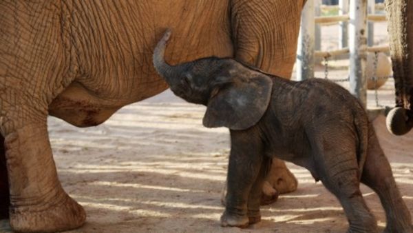 Video..ಕಾಡಿನ ರಸ್ತೆ ಮಧ್ಯೆ ಮರಿ ಆನೆ ಅಟ್ಟಾಡಿಸಿದ ಬೈಕ ಸವಾರರು: ಆಕ್ರೋಶ